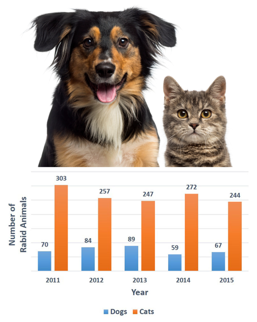 Rabies Stats in dogs and cats