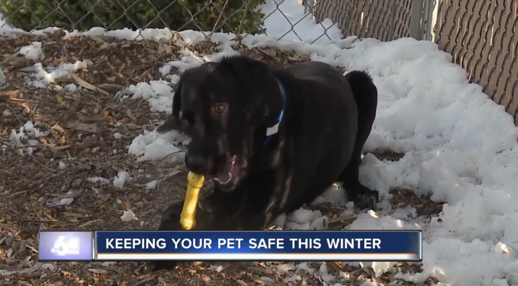 Tips for keeping your pet warm