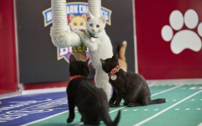 Idaho Humane Society holds “Kitten Bowl” adoption event