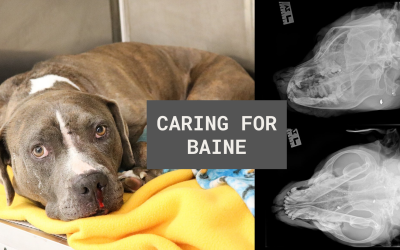 Caring for Baine