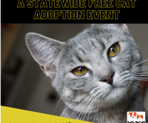 Idaho Humane Society kicks off free adoption event in partnership with 19 other rescues in the Idaho Shelter Coalition