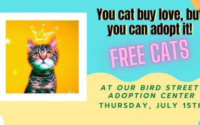FREE Cat Adoption Day
