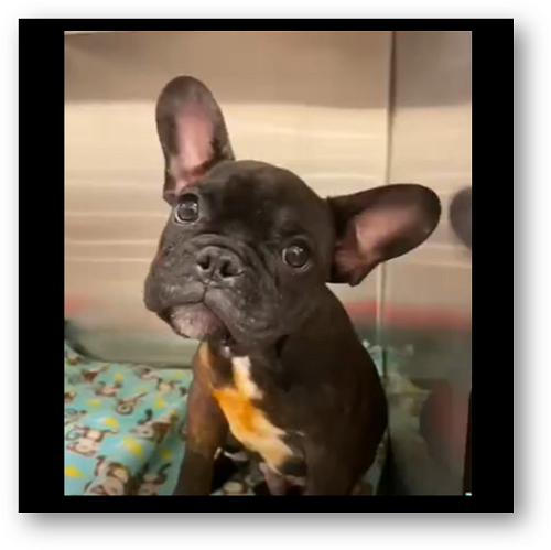 Does anyone know what kind of toys to buy for a Frenchie with the sharpest  teeth in the world? (Aka he breaks all his toys within a few days) :  r/Frenchbulldogs