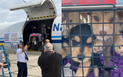 ‘Love at First Flight’: Jet full of rescue dogs makes Valentine’s flight to Boise