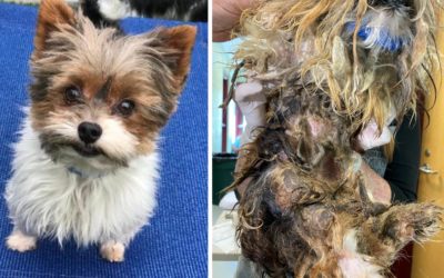 Yorkies seized from ‘deplorable conditions’ in Elmore County officially forfeited