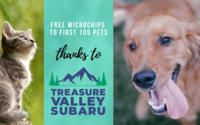 Free microchips for first 100 pets, thanks to Treasure Valley Subaru