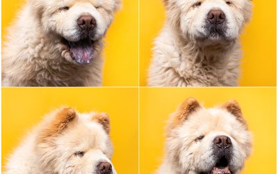 Boise Hearts Captured By This Deaf, Blind Dog Up For Adoption