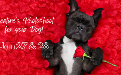 Idaho Humane Society Valentine’s Photo Shoot starts Friday