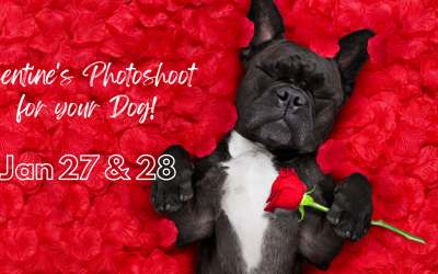 Valentine’s Photo Shoot for your Pets